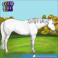 Horse Color:Gray White Spotted Amber Champagne