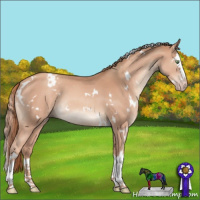 Horse Color:White Spotted Gold Champagne Splash Rabicano 