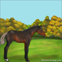 Horse Color:Gray Silver Smoky Black 