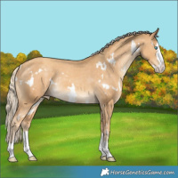 Horse Color:White Spotted Gold Cream Champagne Splash Appaloosa Rabicano
