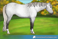 Horse Color:Gray Silver Smoky Blue Roan Rabicano 