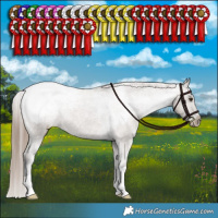 Horse Color:Liver Red Dun Appaloosa Brindle 