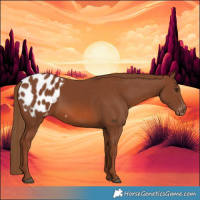 Horse Color:Chestnut Appaloosa 