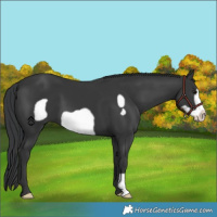 Horse Color:Black Frame 