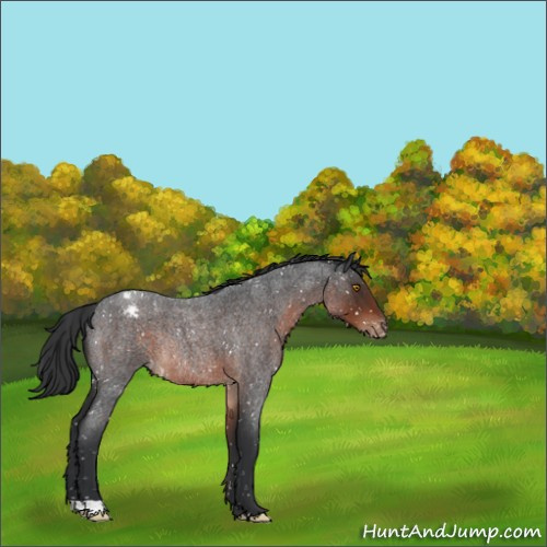 Horse Color:Brown Roan Appaloosa Rabicano 