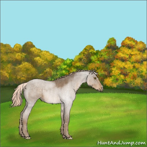Horse Color:Chocolate Palomino Roan Rabicano 