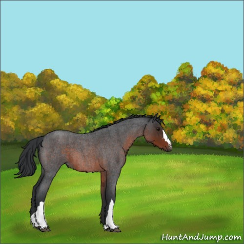 Horse Color:Brown Roan 