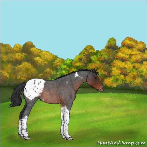 Horse Color:Brown Roan Tobiano Appaloosa Rabicano 