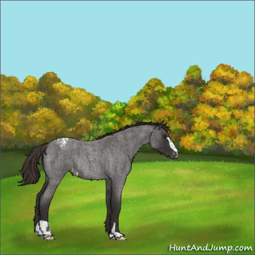 Horse Color:Liver Red Roan Sabino Appaloosa Rabicano 