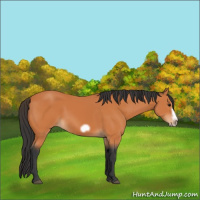 Horse Color:Bay Splash Frame