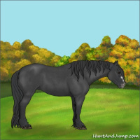 Horse Color:Blue Roan Splash Frame 