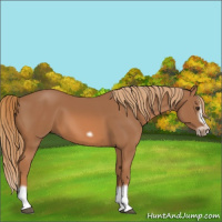 Horse Color:Chestnut Splash Frame 