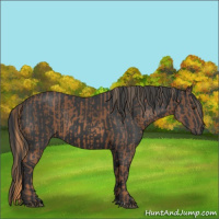 Horse Color:Chestnut and Black