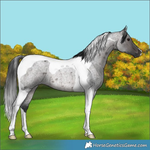 Horse Color:Platinum Brown Roan Dun Tobiano 