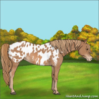 Horse Color:Chestnut Appaloosa