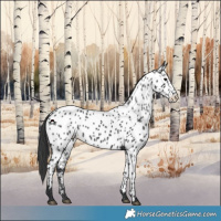Horse Color:Black Appaloosa