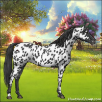 Horse Color:Black Appaloosa 