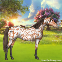 Horse Color:Bay Appaloosa 