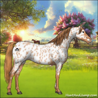 Horse Color:Red Roan Appaloosa 