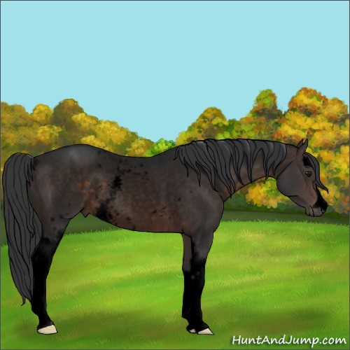 Horse Color:Void White Spotted Brown Roan Rabicano 