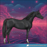 Horse Color:Black  and Black 