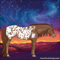 Horse Color:Chestnut Appaloosa 