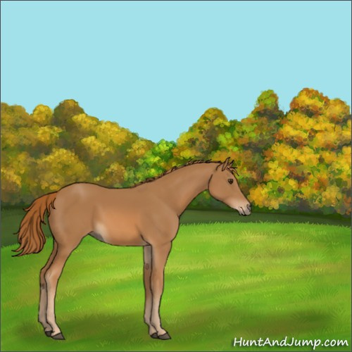 Horse Color:Chestnut 