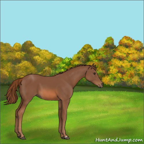 Horse Color:Chestnut 