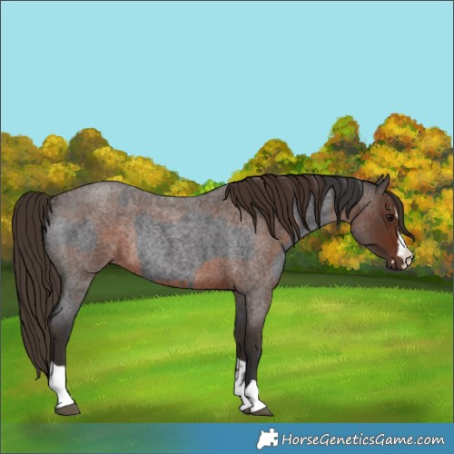 Horse Color:Smoky Blue Roan Rabicano  and Liver Red Roan Rabicano 