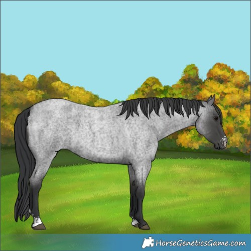 Horse Color:Blue Roan Sabino 
