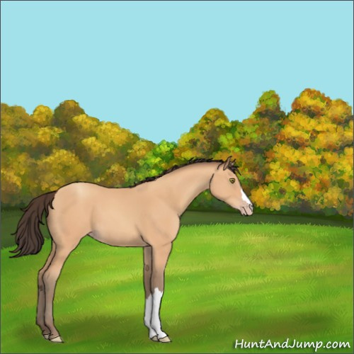 Horse Color:Amber Champagne 