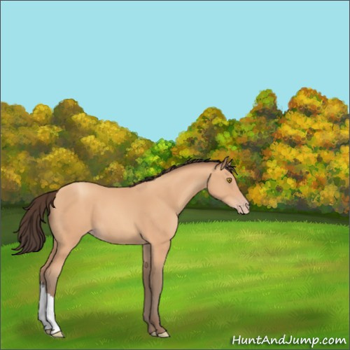 Horse Color:Amber Champagne 