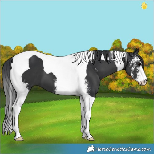 Horse Color:Black Sabino Tobiano 