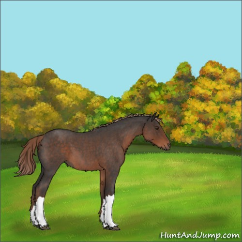 Horse Color:Liver Red Roan 
