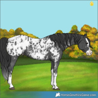 Horse Color:Black Sabino Splash Appaloosa and Black Sabino Splash Appaloosa