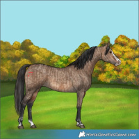 Horse Color:Brown Dun  and Brown Dun Splash 