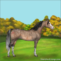 Horse Color:Brown Dun and Brown Dun Splash