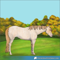 Horse Color:Gold Champagne Roan 