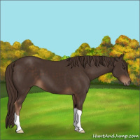 Horse Color:Liver Chestnut 