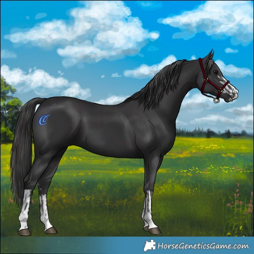 Horse Color:Black  and Smoky Black 