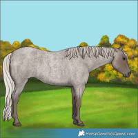 Horse Color:Silver Blue Roan 