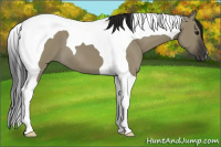 Horse Color:Gray Smoky Grullo Tobiano
