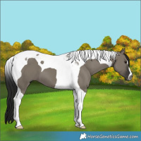 Horse Color:Gray Smoky Grullo Tobiano