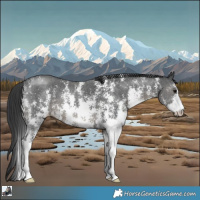 Horse Color:Black Sabino 