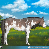 Horse Color:Liver Chestnut Sabino 