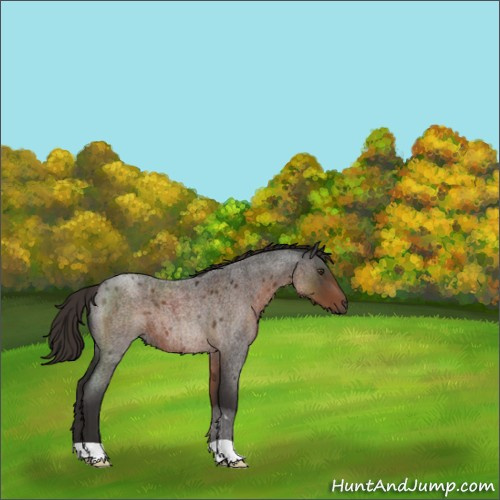Horse Color:Liver Red Roan 