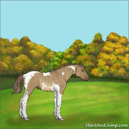 Horse Color:Chocolate Palomino Dun Tobiano Rabicano Brindle 