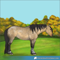 Horse Color:Buckskin Dun Tobiano Rabicano Brindle