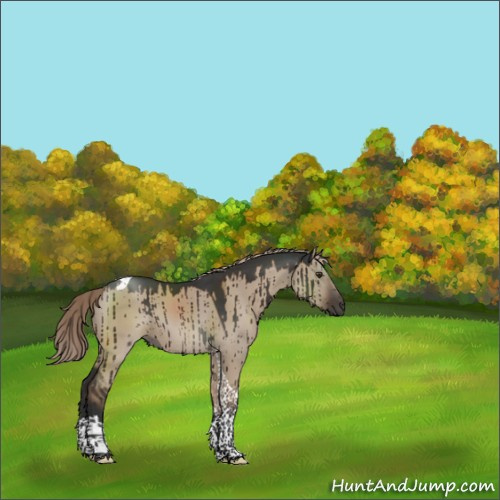 Horse Color:Liver Red Dun Tobiano Rabicano Brindle 