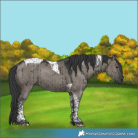 Horse Color:Grullo Tobiano Rabicano Brindle